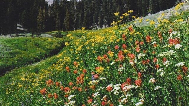 Unieke databank brengt vegetatie over de hele wereld in kaart