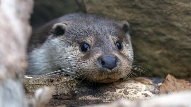 Het gaat goed met otter in ons land