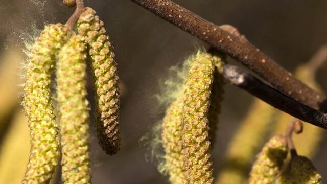 Heb ik hooikoorts of het coronavirus? Zo ontdek je het verschil