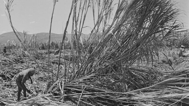 Dit gebeurde er op suikerplantages in Ethiopië