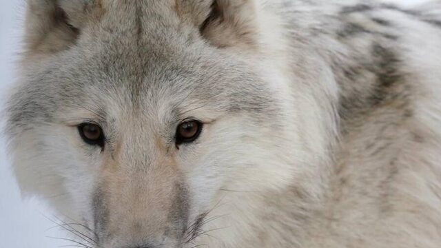 LTO wil teveel aan wolven in Nederland afschieten