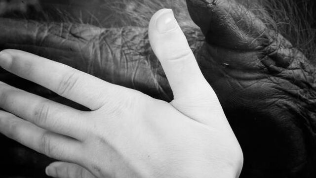 Chimpansees en mensen apen elkaar na