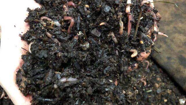 Amersfoortse wormenkoning maakt 'beste compost die er is'