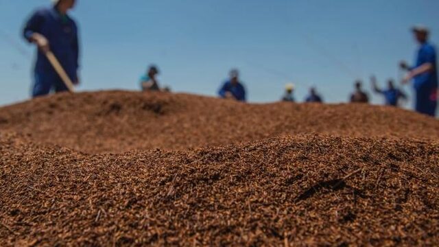 Tekort aan populaire rooibos dreigt door mislukken oogst