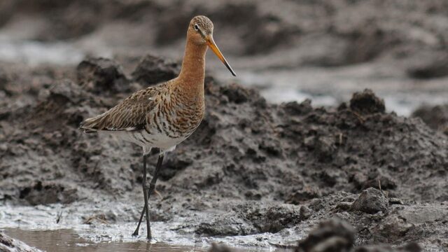 De grootste volksverhuizing ter wereld