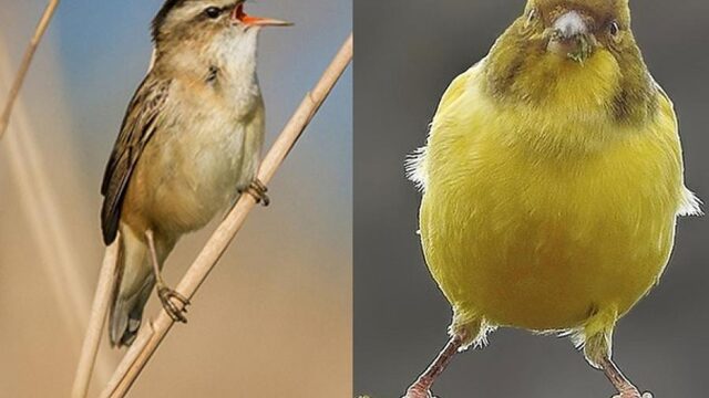 Speciaal voor Jochem Myjer: top vijf ADHD-vogeltjes
