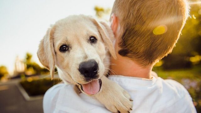 Therapie met dieren, werkt dat ook echt?