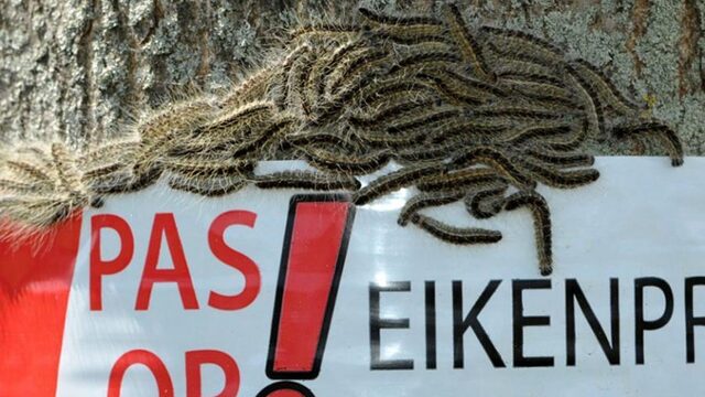 Plakstrips tegen eikenprocessierups: 'Gebruik ze niet!'