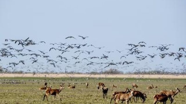 Flevoland wil minder grote grazers in Oostvaardersplassen