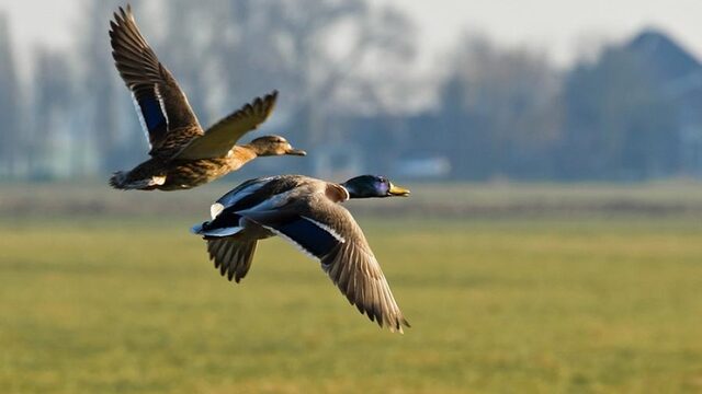 Zo hou je eendenvrouwtjes uit elkaar