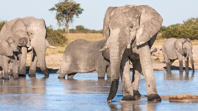 Mysterie van olifantensterfte Botswana lijkt opgelost