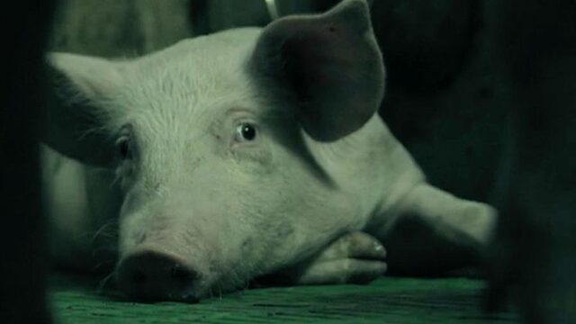 Biggetjes in de bio-industrie winnen een ‘Groene Oscar’