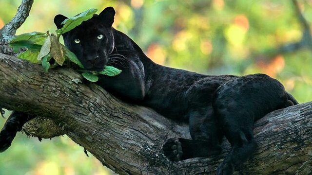 Beroemde natuurfotografen zamelen geld in voor Afrikaans wildleven