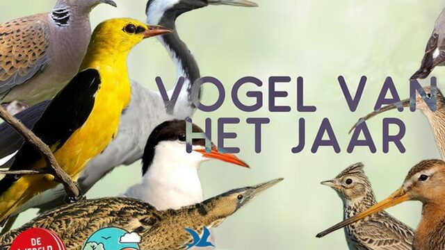 Welke vogel is onze 'vogel van het jaar'?