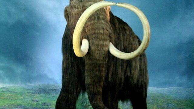 Lopen de mammoet en de dodo straks weer op aarde rond?