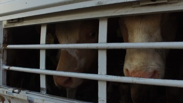 'Helse veetransporten naar Turkije houden aan'
