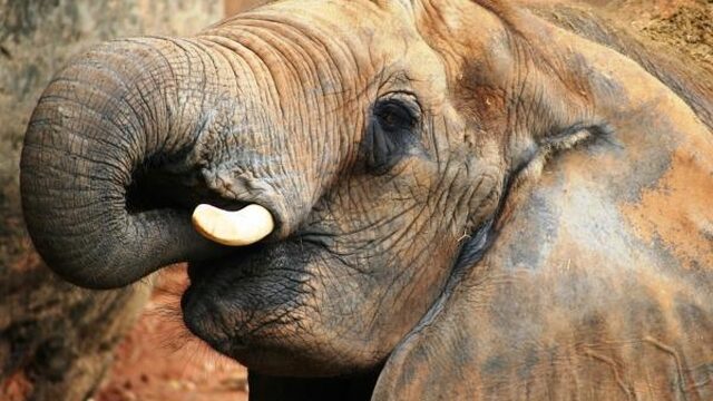 EU houdt totaalverbod op ivoorhandel tegen