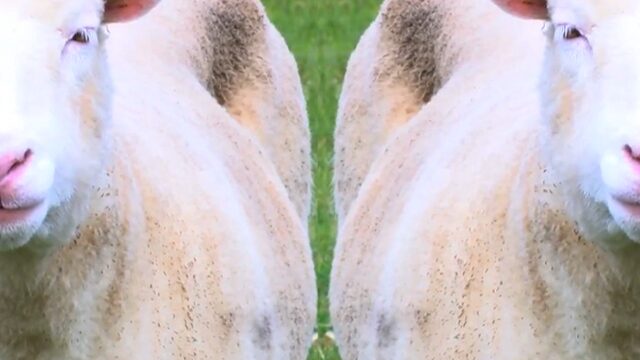 Klonen lijken toch gezond oud te kunnen worden