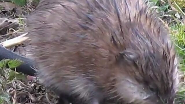 Muskusrat, moet je ook eens proberen, lekker!