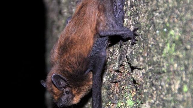 Zware metalen bedreigen vleermuizen