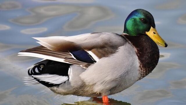 TrendingVandaag: Waterschap verbiedt eenden te voeren