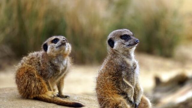 De mens is niet moordlustiger dan het stokstaartje