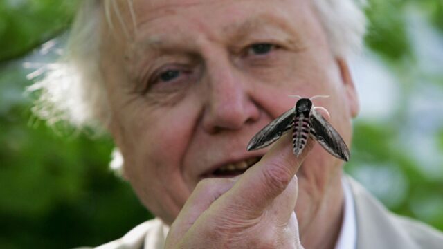 Planet Earth komt terug en de stem van David Attenborough hoort daarbij