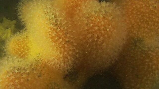 Dodemansduim van ongekende afmeting