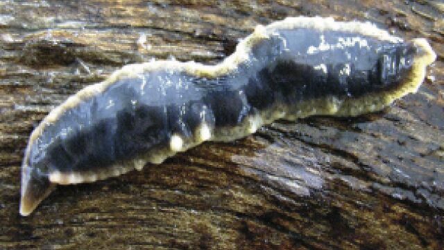 ‘Invasie gevreesd van de platwormen’