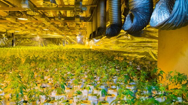 Drugscriminaliteit Zuid-Nederland onverminderd hoog