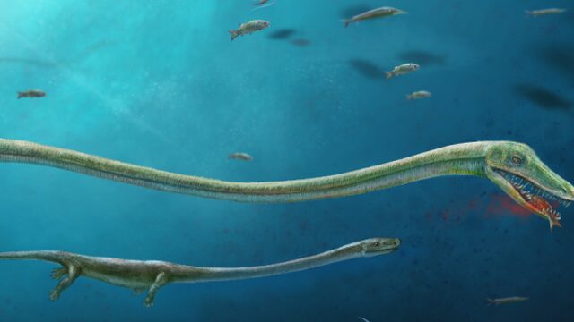 Mysterieuze oerhagedis legde geen eieren, maar baarde kleintjes