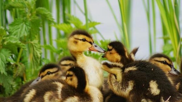 Jonge eendjes gezien? Vertel het dr. Duck!