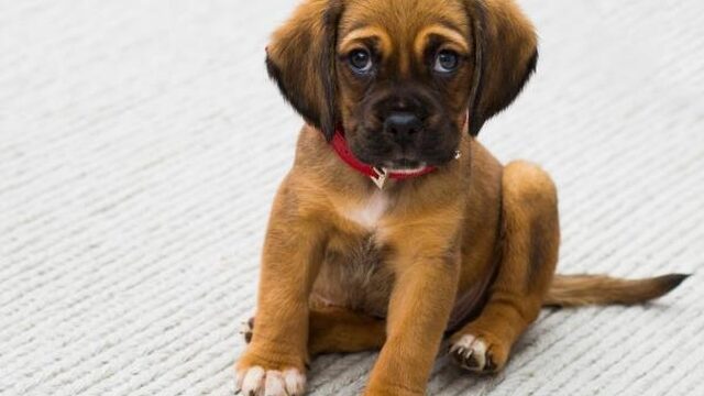 ‘Er is niets wat mensen erger vinden dan gemartelde puppy’s’