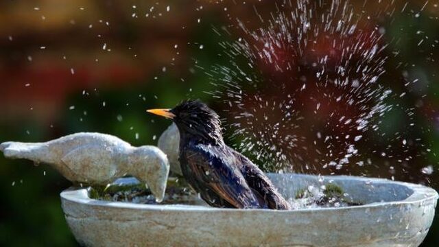 Tuintips: hoe help je de dorstige natuur?