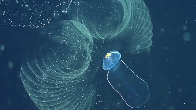 Dit mooie planktondiertje eet plastic - en dat is een probleem