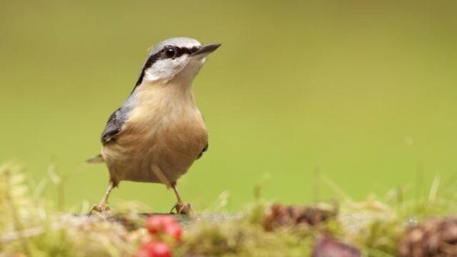 De zang van de ijsvogel-van-het-bos