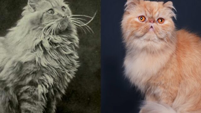 Top 10 ziekste kattenrassen - Lancering RaskattenWijzer