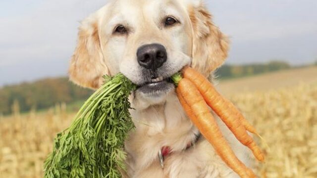 Iedereen vegetarisch, dus ook de hond
