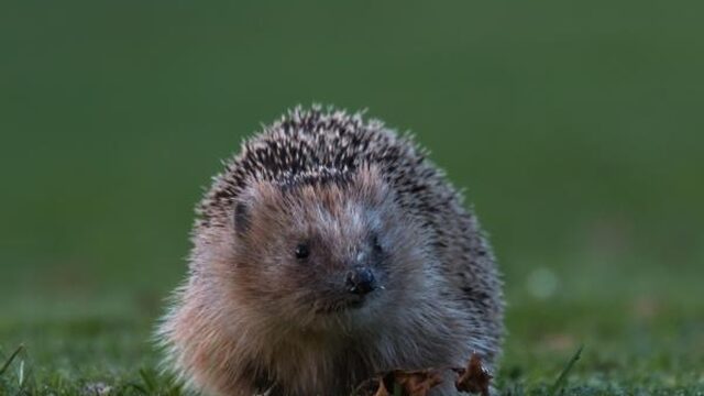 Zo maak je je tuin geschikt voor egels