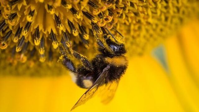 Zo schadelijk zijn neonicotinoïden voor insecten