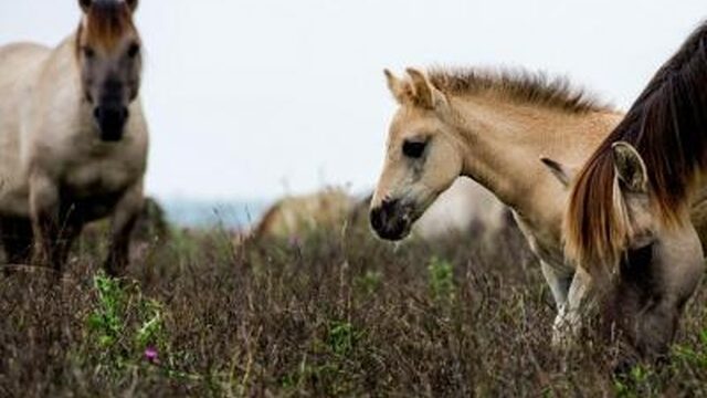 Zeven redenen om NIET bij te voeren in de Oostvaardersplassen