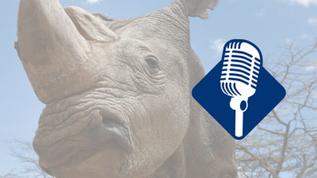 Podcast De Dag: Laatste witte neushoornmannetje ter wereld dood