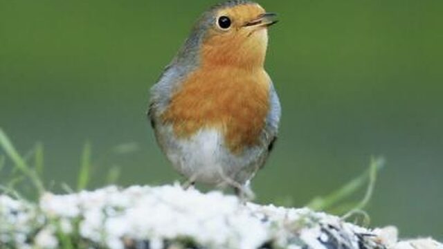 Vrouwtjesvogels met een gouden strotje