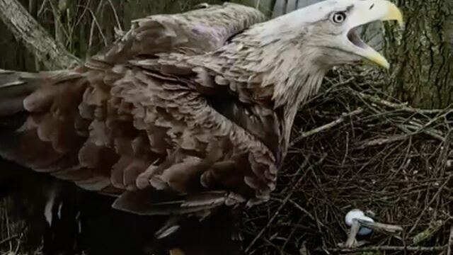 Webcamsoap: zeearend en havik strijden om een nest