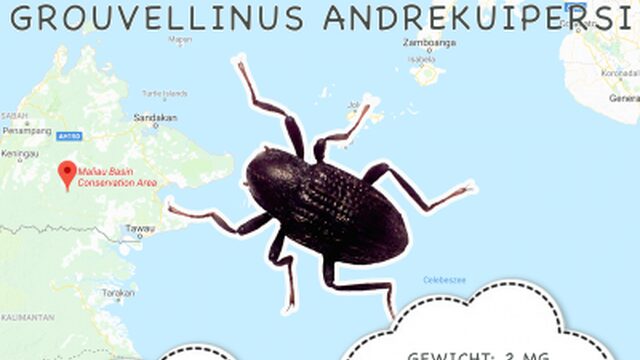 Nieuwe kever vernoemd naar André Kuipers