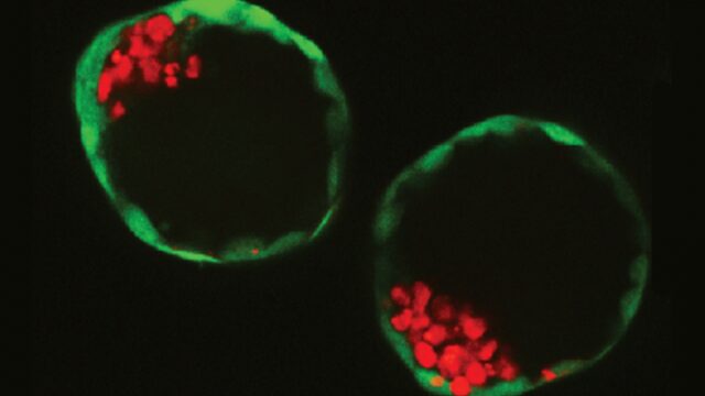 Experimenteren met embryo’s: wat mag wel en wat niet?