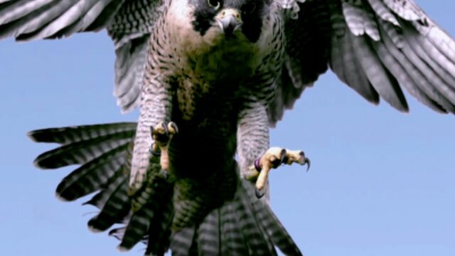 Nature Live: een feest voor de Europese natuur