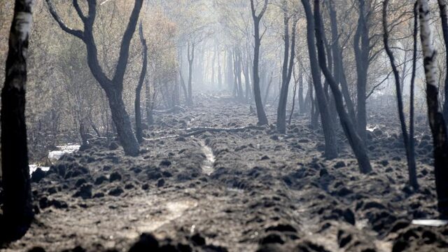 Peelbrand is grote klap voor hoogveenlandschap