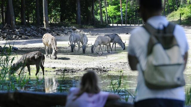 Waarom is 'Het echte leven in de dierentuin' zo succesvol?