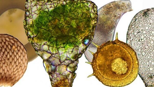 De intrigerende wereld van de amoebe